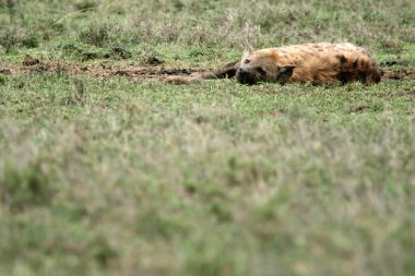 sırtlan - serengeti, Afrika