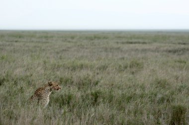 Çita - serengeti, Afrika