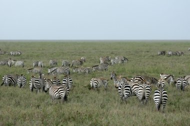 Zebra sürüsü - serengeti safari, Tanzanya, Afrika