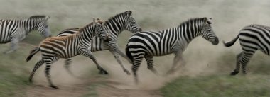 Zebra running - serengeti safari, Tanzanya, Afrika