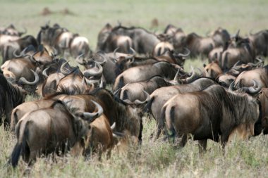 Wildebeest - Serengeti Safari, Tanzania, Africa clipart