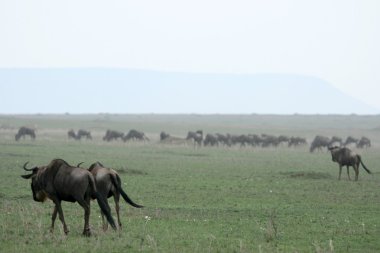 Manda - serengeti safari, Tanzanya, Afrika