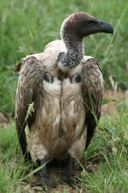 Akbaba - serengeti, Tanzanya, Afrika