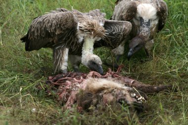 Vultures Eating - Serengeti, Tanzania, Africa clipart