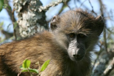 Baboon - Serengeti, Africa clipart