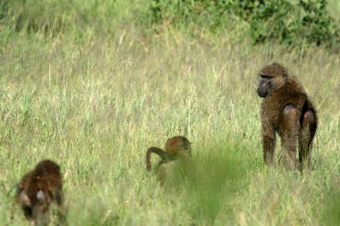 Baboon - serengeti, Afrika