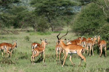 Impala antilop - serengeti, Tanzanya, Afrika