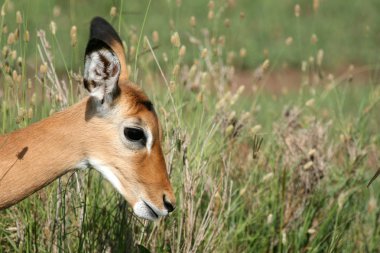 Impala antilop - serengeti, Tanzanya, Afrika