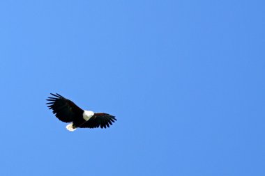 Kel kartal - serengeti safari, Tanzanya, Afrika