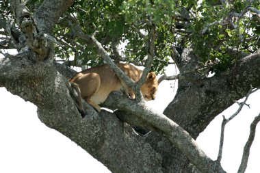 -ağaçta oturuyor aslan serengeti, Afrika