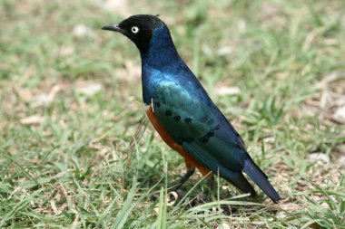 Superb Starling Bird in Serengeti, Africa clipart