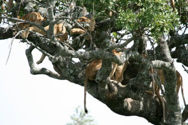 -ağaçta oturuyor aslan serengeti, Afrika