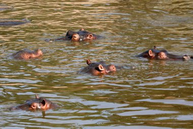 Hippos in Africa clipart