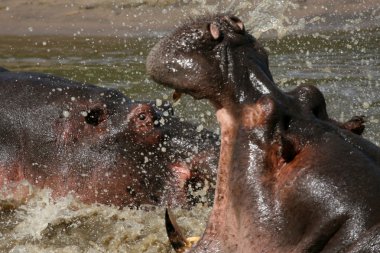 Hippos Fighting in Africa clipart