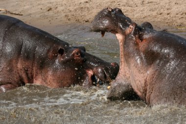 Suaygırları Afrika'da mücadele