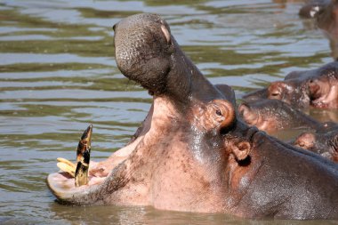 Hippo ağız Afrika'da açık