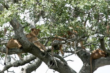 -ağaçta oturuyor aslan serengeti, Afrika