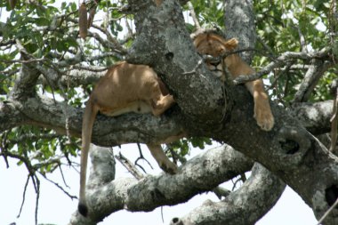 Lion sitting in Tree - Serengeti, Africa clipart