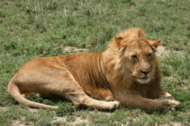 erkek aslan - serengeti safari, Tanzanya, Afrika