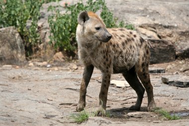 sırtlan - serengeti, Afrika