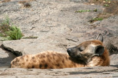 sırtlan - serengeti, Afrika