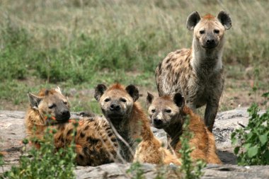 Hyena - Serengeti, Africa clipart