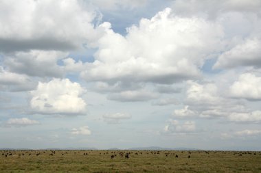 Manda - serengeti safari, Tanzanya, Afrika