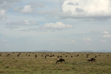 Manda - serengeti safari, Tanzanya, Afrika