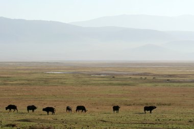 Buffalo - ngorongoro krateri, Tanzanya, Afrika