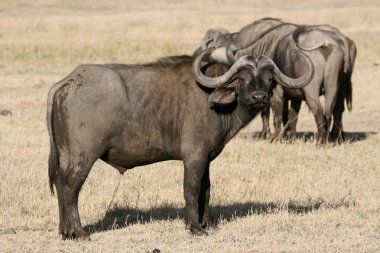 Buffalo - ngorongoro krateri, Tanzanya, Afrika