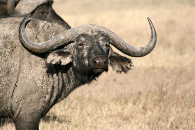 Buffalo - ngorongoro krateri, Tanzanya, Afrika