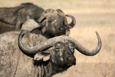 Buffalo - ngorongoro krateri, Tanzanya, Afrika