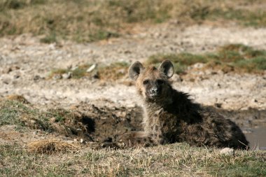 sırtlan - ngorongoro krateri, Tanzanya, Afrika