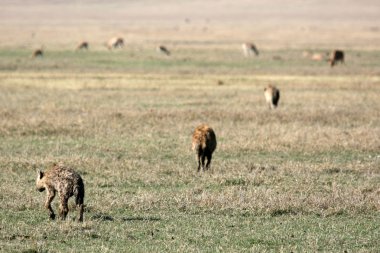 sırtlan - ngorongoro krateri, Tanzanya, Afrika