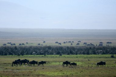 bufalo sürüsü - ngorongoro krateri, Tanzanya, Afrika