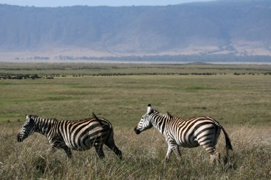 Zebra - ngorongoro krateri, Tanzanya, Afrika