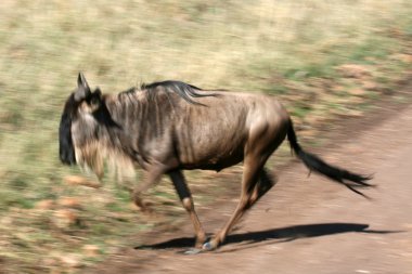 Manda - ngorongoro krateri, Tanzanya, Afrika