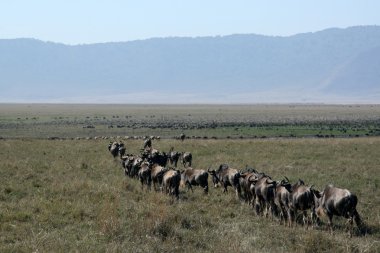 Manda - ngorongoro krateri, Tanzanya, Afrika