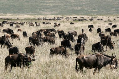 Manda - ngorongoro krateri, Tanzanya, Afrika