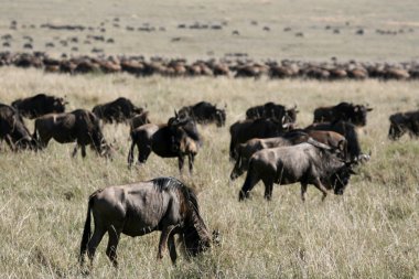 Manda - ngorongoro krateri, Tanzanya, Afrika