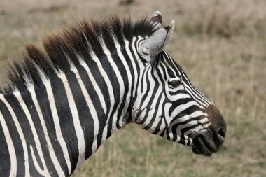 Zebra - ngorongoro krateri, Tanzanya, Afrika