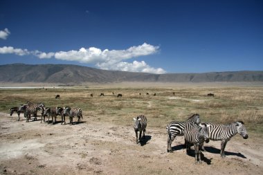 Zebra - Ngorongoro Crater, Tanzania, Africa clipart