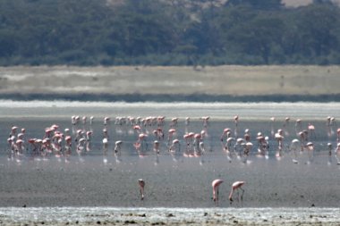 flamingoları - ngorongoro krateri, Tanzanya, Afrika