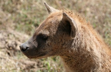 sırtlan - ngorongoro krateri, Tanzanya, Afrika