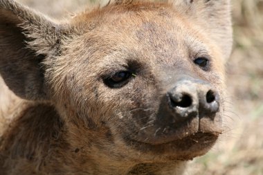 sırtlan - ngorongoro krateri, Tanzanya, Afrika