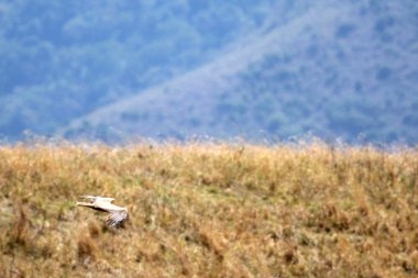 siyah uçurtma - ngorongoro krateri, Tanzanya, Afrika