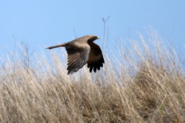 siyah uçurtma - ngorongoro krateri, Tanzanya, Afrika