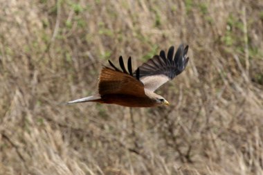 siyah uçurtma - ngorongoro krateri, Tanzanya, Afrika