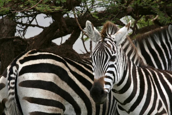 Zebra - Serengeti Safari, Tanzania, África — Foto de Stock