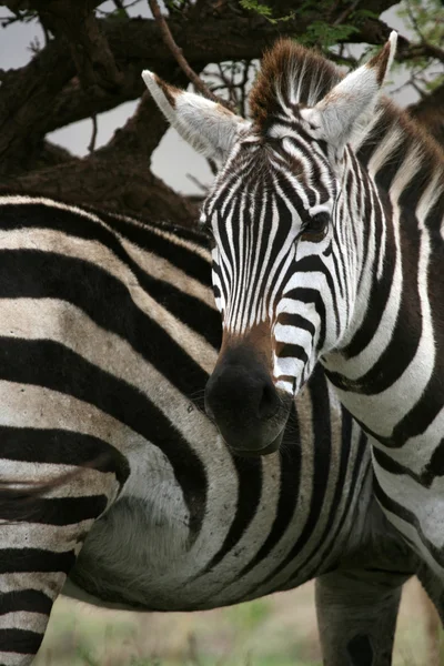 Zebra - serengeti Afryka Polowanie w Afryce, Tanzanii, — Zdjęcie stockowe